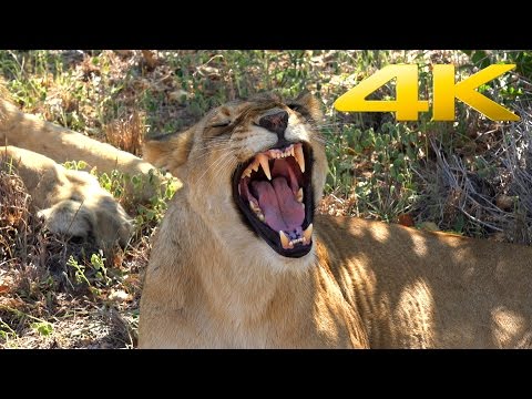 4K | Greater Kruger National Park Safari in South Africa