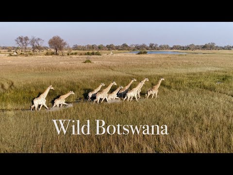 Best Drone Video of African Wildlife. Wild Botswana 4K