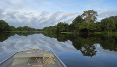 Amazonas Regenwald