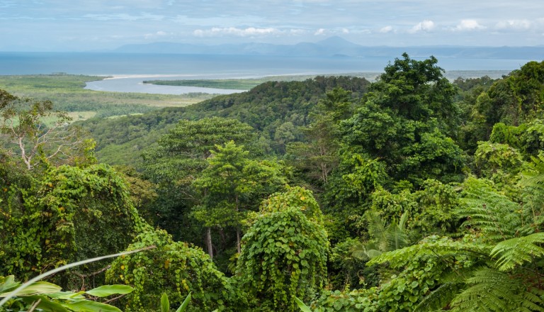 Der Daintree National Park