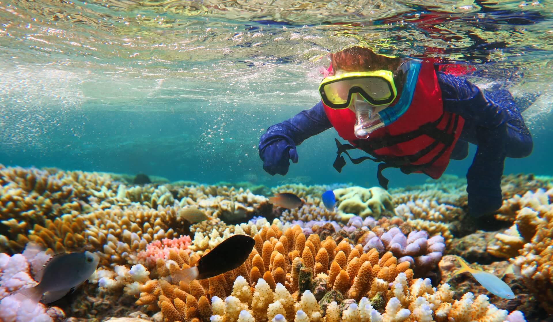 Tauchgang im Great Barrier Reef