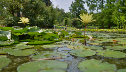 Botanischer Garten Freiburg