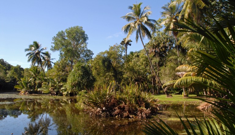 Die Flecker Botanical Gardens beim Stadtteil Edge Hill in Cairns