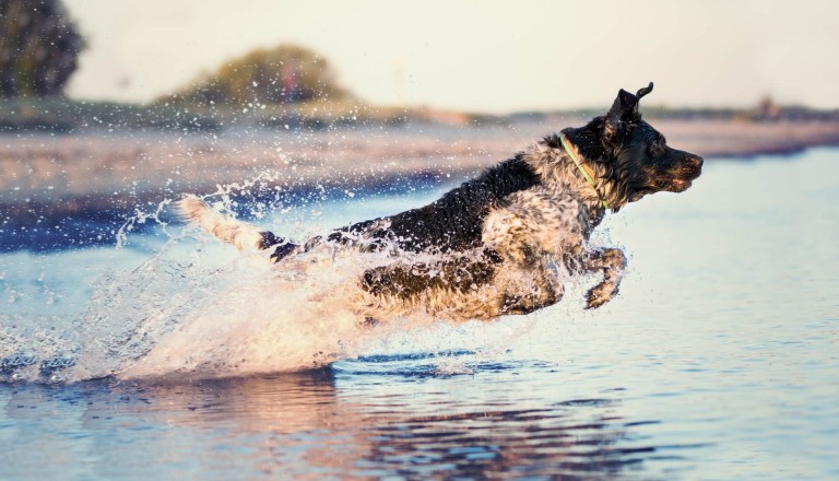 Hund-Ostsee-Familienurlaub