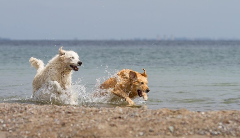 Hundestrand-Nordsee