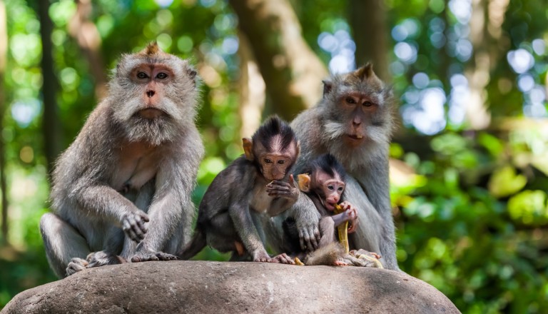 Indonesien - Der perfekte Urlaubsort für alle Familien! Last Minute