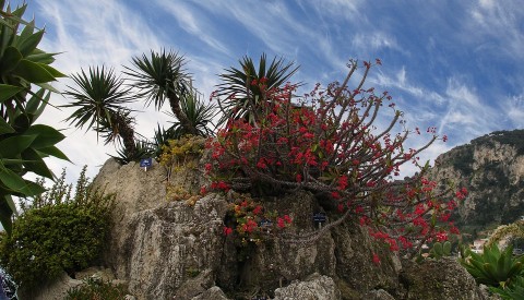 Jardin Exotique