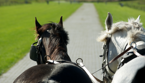 Kutschfahrt auf Langeoog