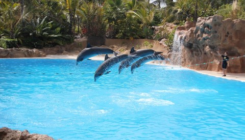 Loro Parque