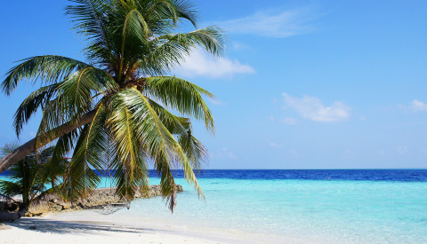 Malediven Palme
