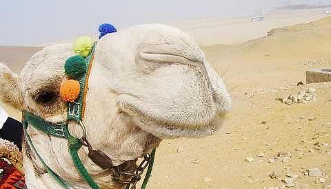 Ein Highlight für Kinder -Ein Ritt auf einem der sympathischen Wüstenschiffe durch die Sahara.