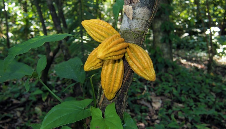 In der Öreba Chocolate Farm lernen Sie etwas über den Ursprung der Schokolade.