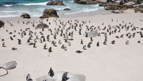 Die Pinguininsel Isla Magdalena 