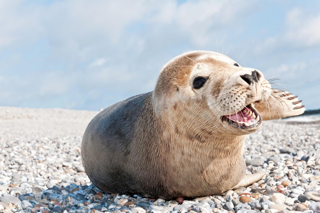 Robbe-Helgoland-Nordsee