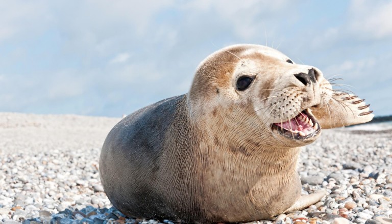 Robbe-Helgoland-Nordsee