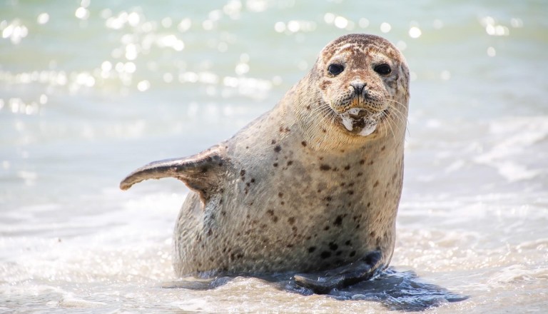 Seehunde-Nordsee-Familienurlaub