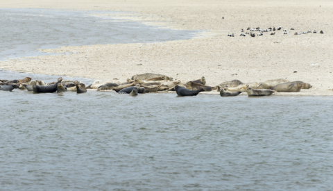 Seehunde auf Langeoog