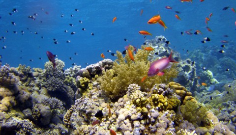 Sharm el Sheikh