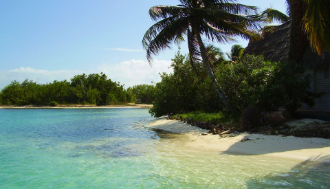 Strand mit Palmen