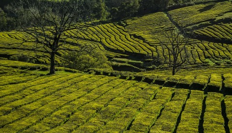 Teeplantagen Sao Miguel