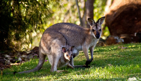 Wallabies