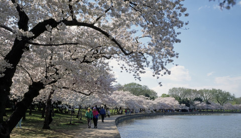 Washington Dc - Cherry Blossom Festival