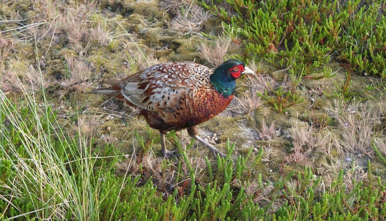 Fasan im Natur- und Vogelschutzgebiet Odde auf Amrum