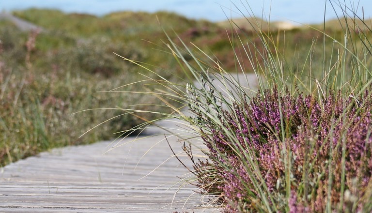 Reisen nach Amrum Düne