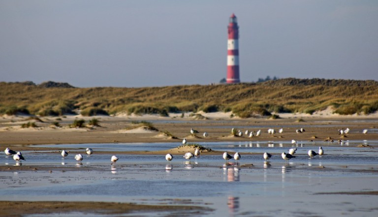 Amrum Wattenmeer