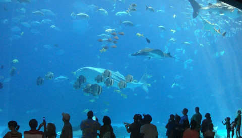 Das Georgia Aquarium ist das größte der USA!