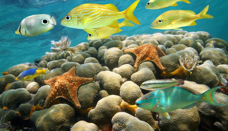 Die Unterwasserwelt vor Aruba