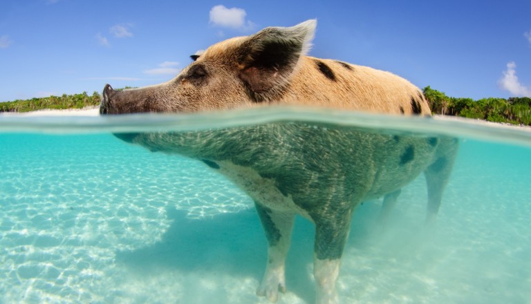 Bahamas Reisen Schweine