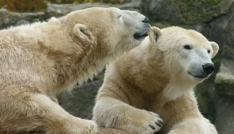 Eisbären.png