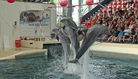 Das Delfinarium in Varna ist ein besonderes Vergnügen für Jung & Alt.