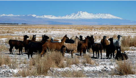 Lamas in Chile