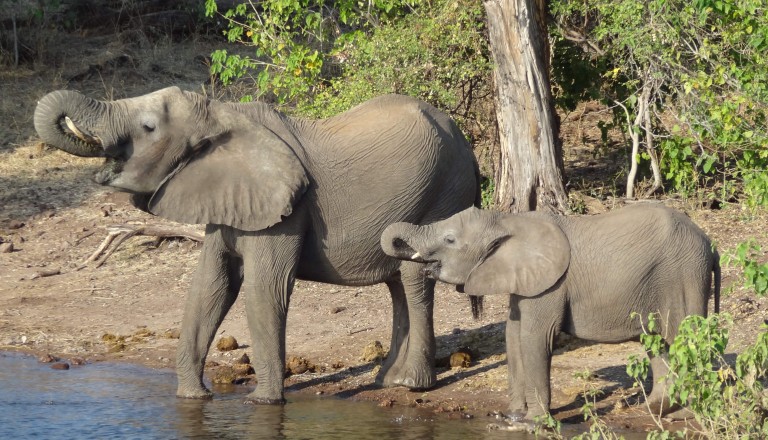 Chobe Nationalpark