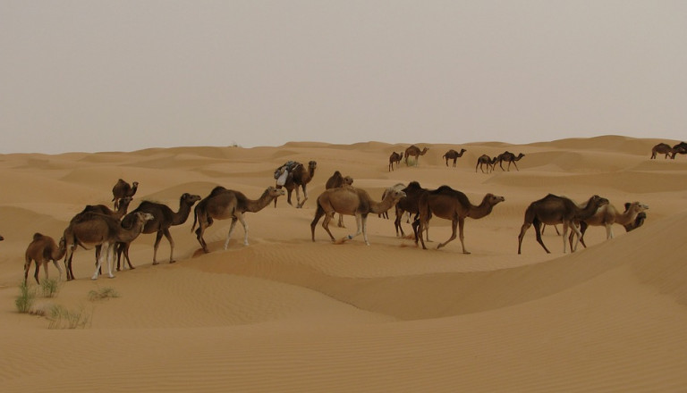 djerba wüste kamel