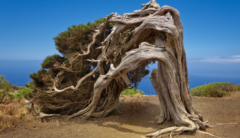 El Hierro Arbol Santo 