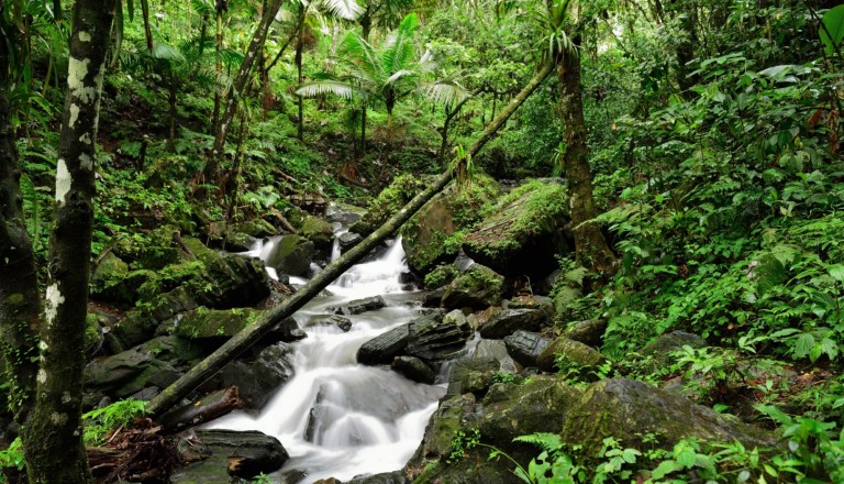 El Yunque National Forest