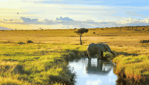 Elefant Masai Mara