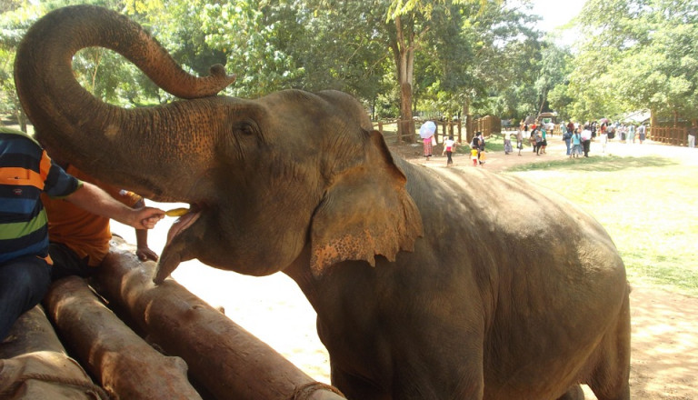Sri Lanka Elephant Transit Home