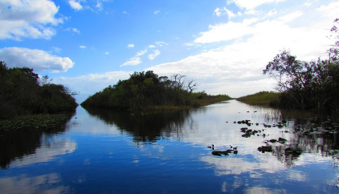 Die Everglades bei Miami