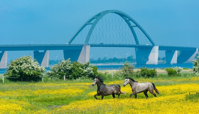 Reisen Fehmarn Brücke Pferde