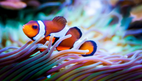 clownfish.png