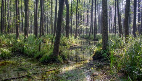 Bialowieska Nationalpark