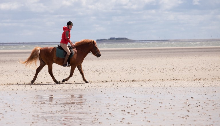 Föhr Reiten Watt Reisen