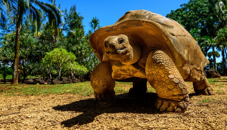 Galapagos Riesenschildkröte