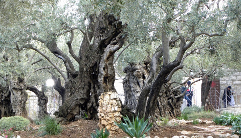 Der Garten von Gethsemane