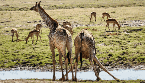 Giraffen in Chobe