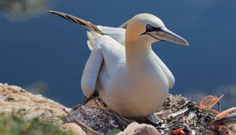 Helgoland Basstölpel